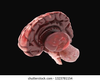 Medically accurate illustration of a realistic human brain. 3d rendering - Shutterstock ID 1323781154