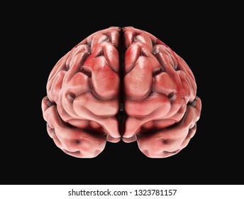 Medically accurate illustration of a realistic human brain. 3d rendering - Shutterstock ID 1323781157