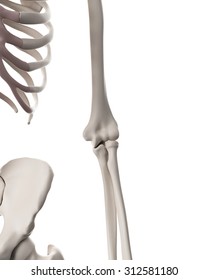medically accurate illustration of the skeletal system - the elbow