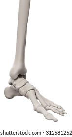 medically accurate illustration of the skeletal system - the foot