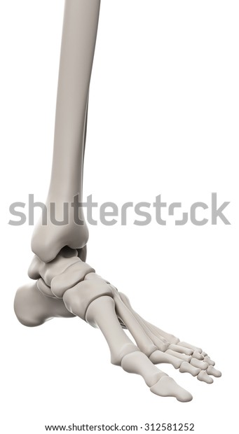 Medically Accurate Illustration Skeletal System Foot Stock Illustration ...