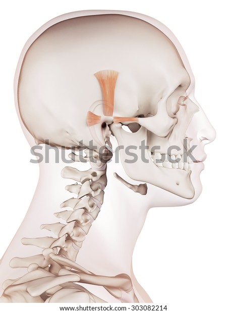 Medically Accurate Muscle Illustration Ear Muscles Stock Illustration ...