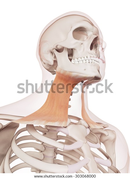 Medically Accurate Muscle Illustration Platysma Stock Illustration