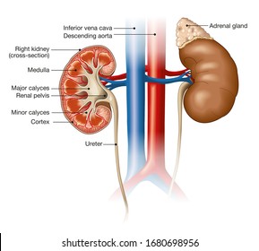 Medically Illustration Showing Cross-section Of A Kidney With With Inferior Vena Cava And Descending Aorta