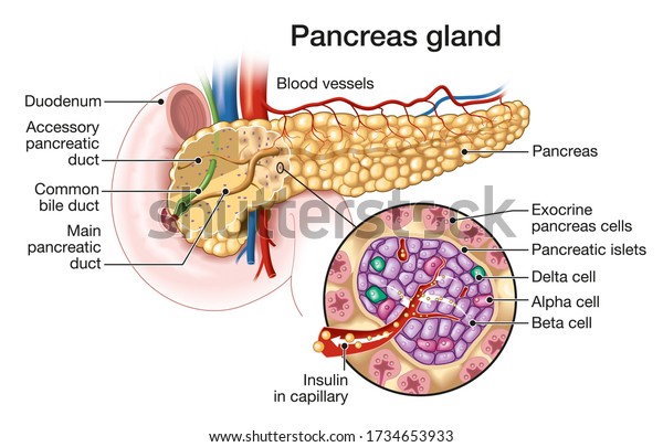 Medically Illustration Showing Pancreas Gland Pancreatic Stock ...