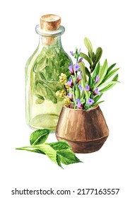 Medicinal Plants For Herbal Homemade Organic Tincture. Alternative Medicine, Herbal Collection. Hand Drawn Watercolor Illustration Isolated On White Background