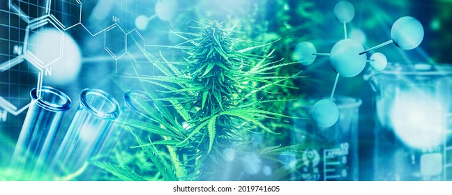 Medicine Research Canabis Hemp Concept