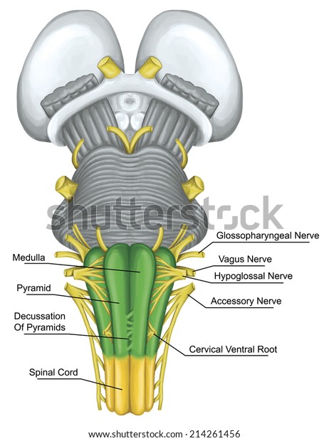Medulla Brainstem Brain Stem Ventral View Stock Illustration 214261456