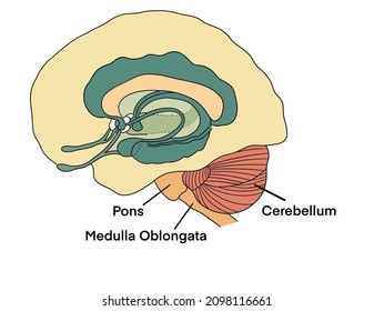 Medulla Oblongata Pons Cerebellum Brain Diagram