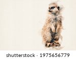 Meerkat. Isolated suricate with copy space. Aquarelle, watercolor illustration.