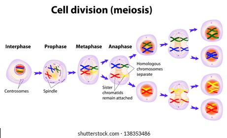meiosis-cell-division-diagram-260nw-138353486.jpg