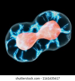 Meiosis In Telophase And Cytokinesis Stage, 3d Render