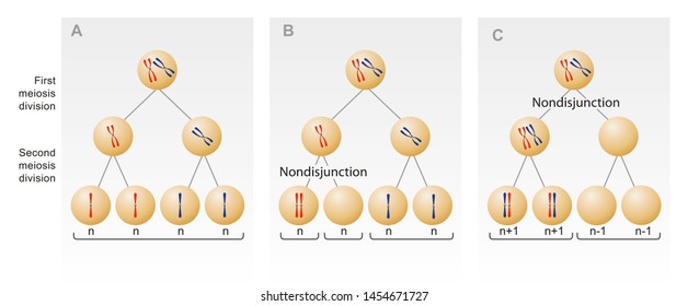 Meiotic Nondisjunction. The Failure Of One Or More Pairs Of Homologous Chromosomes To Separate Normally During Nuclear Division