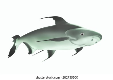 Mekong Giant Catfish On White Background