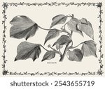 Melanocarpa from The Ivy, a Monograph (1872). Digitally enhanced from our own original edition of by Shirley Hibberd. Vintage ivy leaf illustration, art drawing, old ivy leaf illustration, art print.