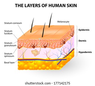 Melanocyte And Melanin. Layers Of The Human Skin.