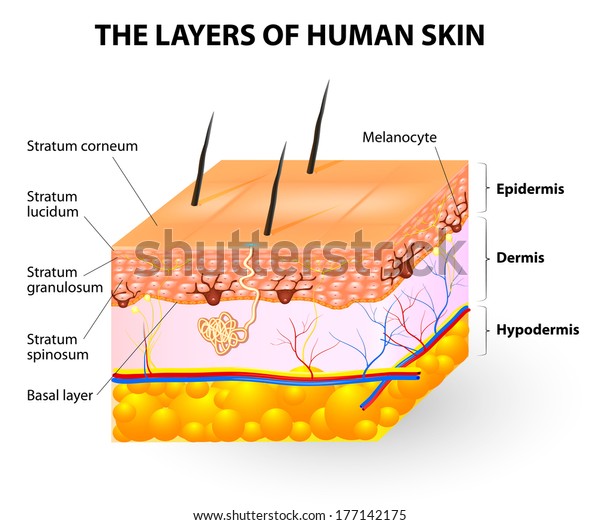 Melanocyte Melanin Layers Human Skin Stock Illustration 177142175