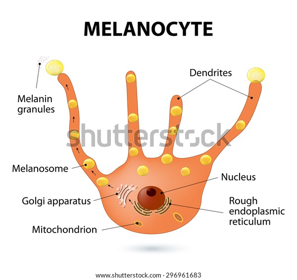 Melanocyte Melanin Melanogenesis のイラスト素材