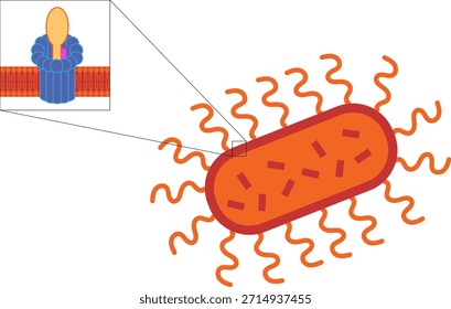 The membrane attack complex (MAC)  is a complex of proteins typically formed on the surface of a pathogen as a result of the activation of the host's complement system.  Assembly of the MAC leads to formation of pores that disrupt the surface of the pathogen, leading to cell lysis and death.  