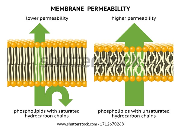 膜透過性 不飽和炭化水素鎖 飽和炭化水素鎖 脂質二重層 のイラスト素材