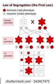 Mendelian Inheritance - Law Of Segregation