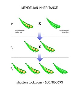 Mendelian Inheritance. Model Of  Mendel's Laws. Biological Inheritance For Example Pea Plants. Peas Are Contained Within A Pod