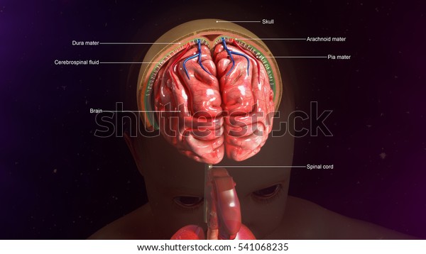 Meninges 3d Illustration Stock Illustration 541068235 3981