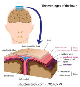 Meninges Of The Brain