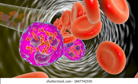 Meningococcemia, Bacteria Neisseria Meningitidis In The Bloodstream Inside Neutrophils, 3D Illustration