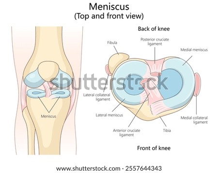 meniscus in top and front views, including ligaments and surrounding knee structures diagram hand drawn schematic raster illustration. Medical science educational illustration