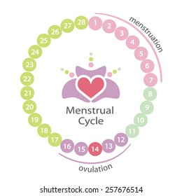 Menstrual Cycle. 