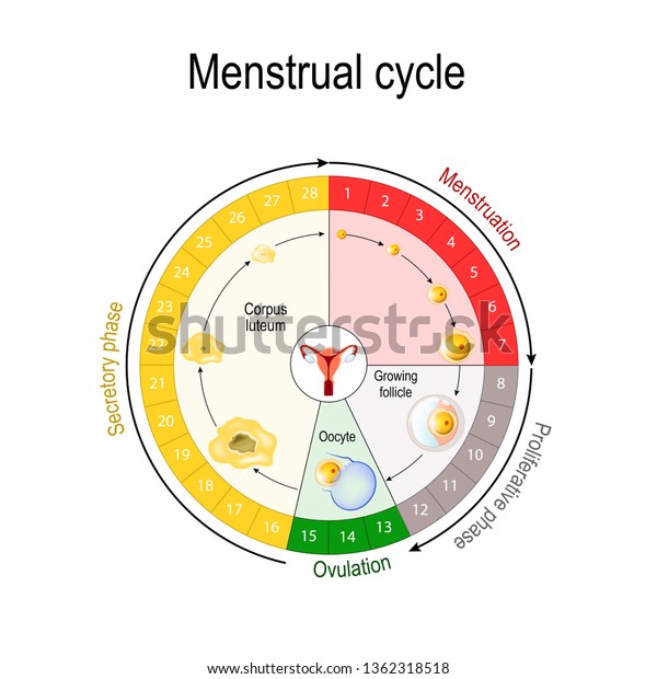 Menstrual Cycle Chart Increase Decrease Hormones 스톡 일러스트 1362318518 ...