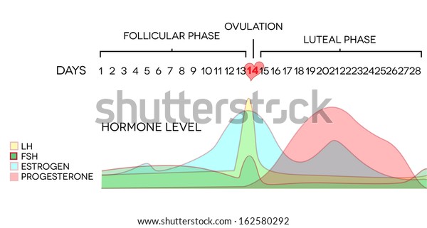Menstrual Cycle Hormone Level Average Menstrual Stock Illustration Menstrual Cycle Hormone Level Average Menstrual Stock Illustration
