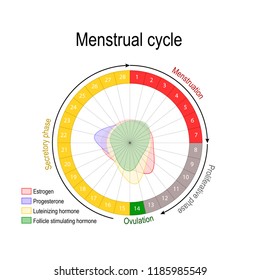 113 Luteal phase Images, Stock Photos & Vectors | Shutterstock