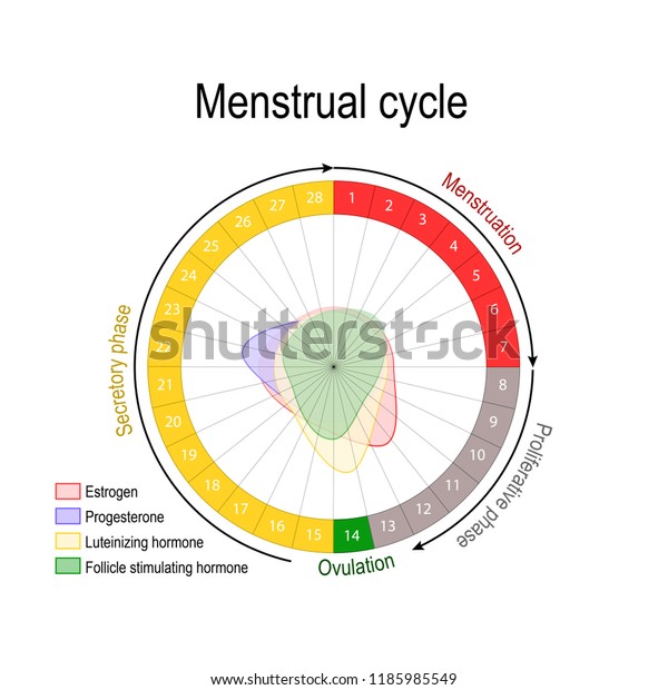 Ovulation Pie Chart