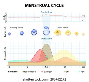Hormone Chart During Cycle
