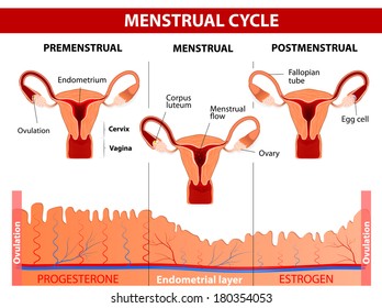Menstrual cycle. Menstruation, Follicle phase, Ovulation and Corpus luteum phase. diagram