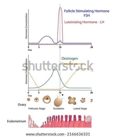 Menstrual cycle.  two graphs one showing change in FSH and LH the other progesterone and oestrogen. The follicular  and luteal stages are shown as is the endometrium.    [[stock_photo]] © 