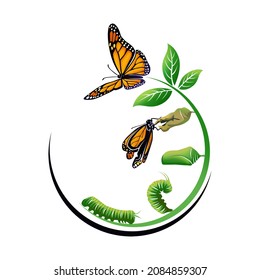 Metamorphosis Of Butterfly, Butterfly Life Cycle-caterpillar, Larva, Pupa. Concept Transformation Of Butterfly. Realistic Illustration Isolated In White Background.