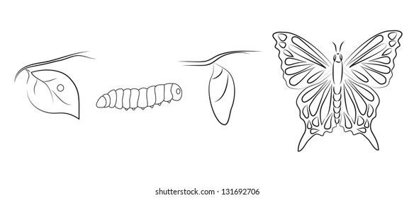 Metamorphosis of a butterfly. Raster version.