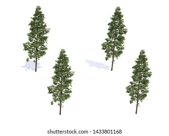 metasequoia background image