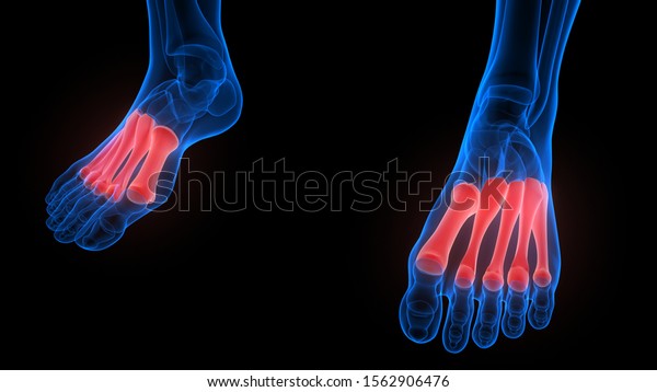 Metatarsal Bone Joints Human Skeleton System Stock Illustration ...