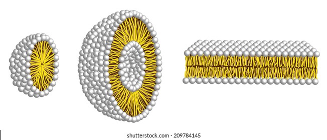 Micelle, Liposome And Double Layer