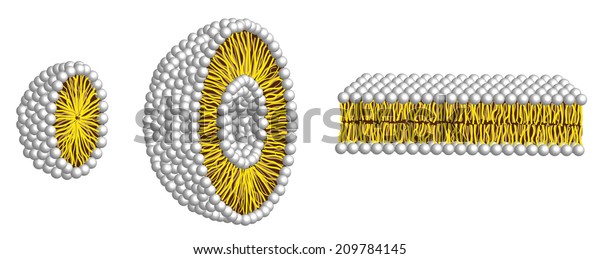 Micelle Liposome Double Layer: illustrazione stock 209784145 | Shutterstock