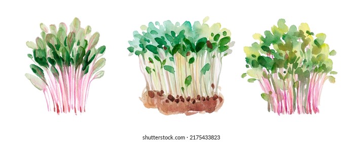 Microgreens Watercolor Sprouts Isolated On White Background. Vegan Micro Sunflower Greens Shoots. Growing Sprouted Sunflower Seeds, Microgreens Closeup, Minimal Design, Banner