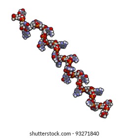 MicroRNA (miRNA) Molecule, Molecular Model (linear)