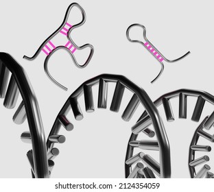 MicroRNA Or MiRNA Is A Small Single-stranded Non-coding RNA Molecule That Functions In RNA Silencing And Post-transcriptional Regulation Of Gene Expression. 3d Rendering