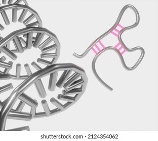 MicroRNA Or MiRNA Is A Small Single-stranded Non-coding RNA Molecule That Functions In RNA Silencing And Post-transcriptional Regulation Of Gene Expression. 3d Rendering