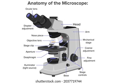 Microscope Anatomy Design Anatomy Microscope Stock Illustration ...