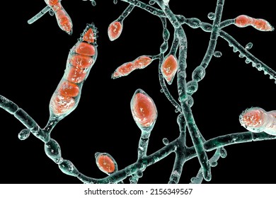 Microscopic fungi Microsporum audouinii, 3D illustration. Anthropophilic dermatophyte fungus, causes infections of scalp (tinea capitis), body skin (tinea corporis) mainly in children